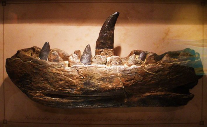 Fragmento da mandíbula de Megalosaurus (30 cm)