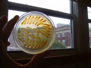 Bactérias em cultura: esses riscos amarelos são tudo bactéria!