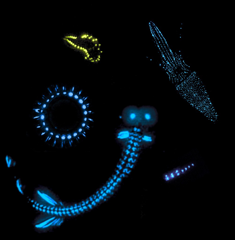 Exemplos de organismos marinhos bioluminescentes. / Foto de Edith Widder