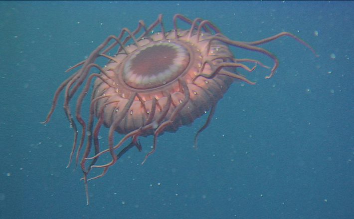 FOTO: JAMSTEC (água-viva fotografada a 805 metros de profundidade em águas japonesas)