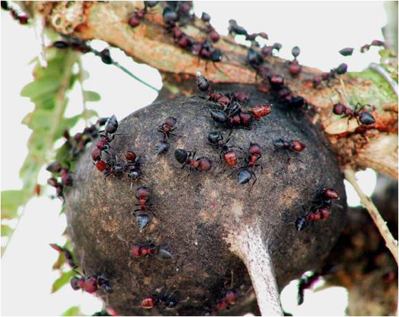 FOTO: TODD PALMER / Exemplo de um formigueiro sobre árvore no Quênia.