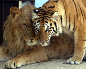 FOTO: REUTERS/Ali Jarekji -- Leão e tigresa 