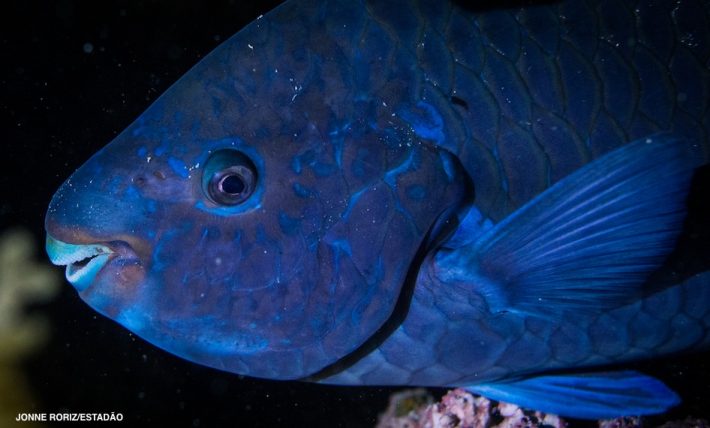 Budião-azul, um dos peixes que entrou na lista de ameaçados. Foto: Jonne Roriz/Estadão