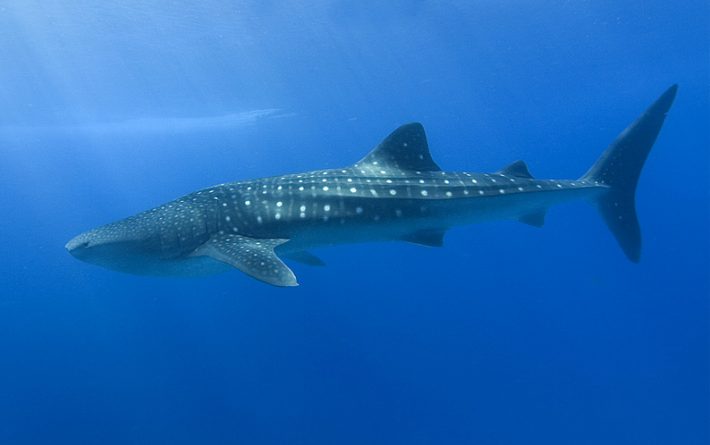 Tubarão-baleia. Foto: Shiyam ElkCloner, via Wikipedia