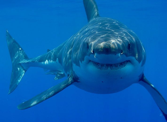 O grande tubarão-branco, visto aqui num ângulo mais 