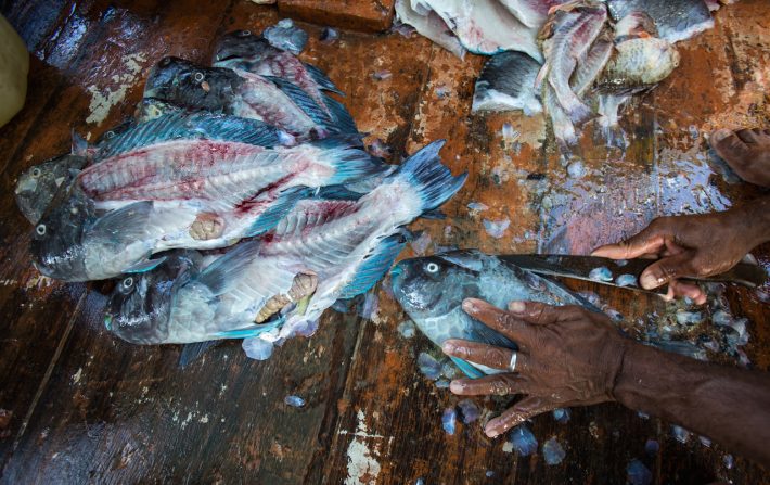 O budião-azul é uma das espécies da pesca que entrou para a lista de ameaçadas, e cuja captura passa a ser proibida. Foto: Jonne Roriz/Estadão