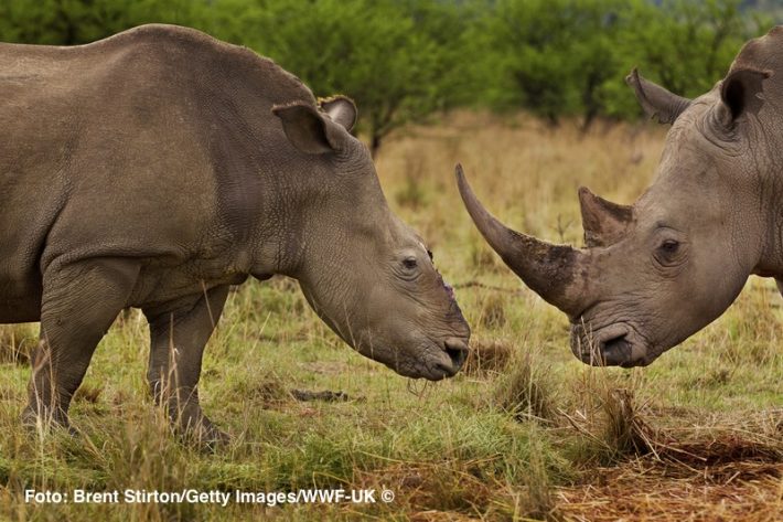 Uma rinoceronte fêmea que sobreviveu ao ataque de caçadores-traficantes na África do Sul e foi resgatada; na companhia de um rinoceronte macho. Ela sobreviveu, apesar de ter os chifres arrancados, mas seu filhote que se separou dela no momento do ataque ficou perdido sozinho e acabou morrendo de fome e sede.