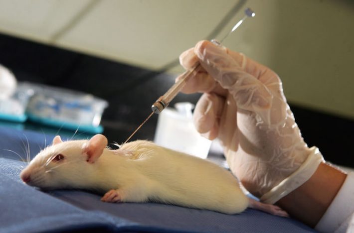 Rato usado em pesquisas sobre lesões medulares na UFRJ. Foto: Paulo Vitor/Estadao