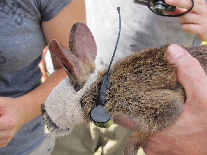 Um coelho-do-brejo vendado para colocação da coleira com rádio-transmissor. Crédito: Adia Sovie