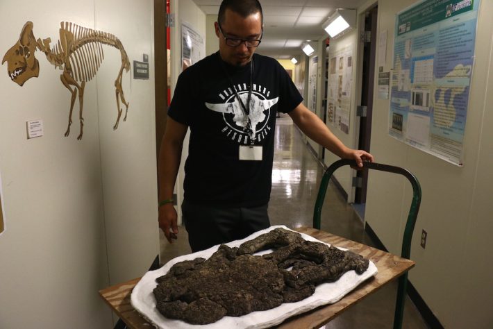 Aldo Rincon, aluno de doutorado no Museu de História Natural da Flórida, mostra o crânio que foi usado para descrever o crocodilo Anthracosuchus balrogus, que conviveu com a Titanoboa em Cerrejón 60 milhões de anos atrás. Foto: Herton Escobar/Estadão - 24/3/2015