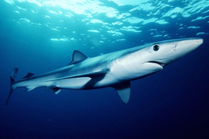 Tubarão-azul. Foto: Mark Conlin/NMFS, via Wikipedia