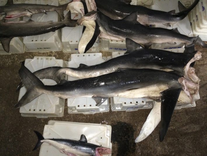 Tubarões-azuis apreendidos pelo Ibama no Rio Grande do Sul, em uma operação anterior, no início de fevereiro. Foto: Divulgação