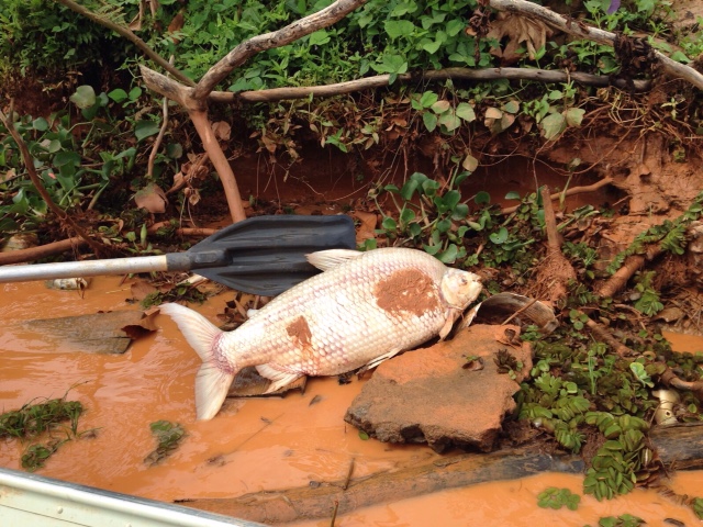 Peixes mortos em Itapina, Colatina (ES). Crédito: Marcelo Colese/IFES