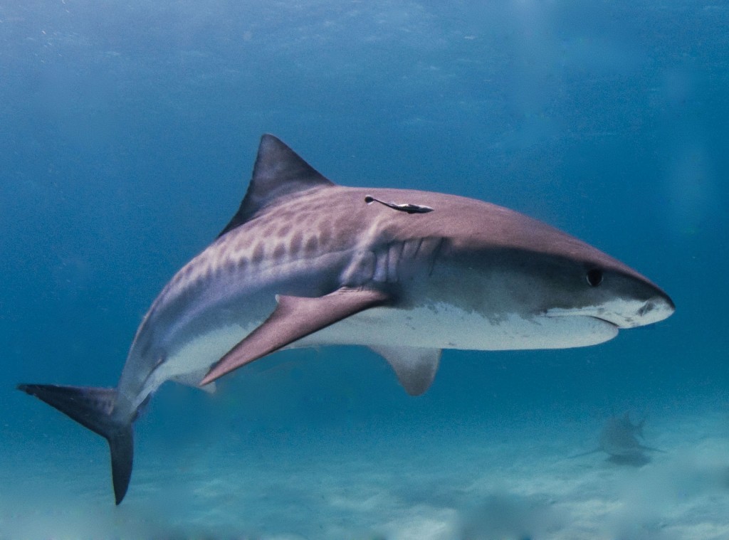 Tubarão-tigre é uma das espécies mais agressivas de tubarão, frequentemente envolvida em ataques. Foto: Albert kok/Wikipedia