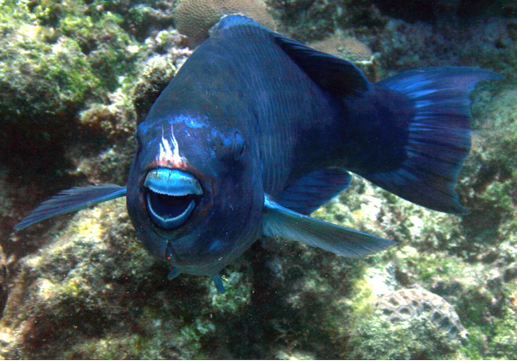Budião-azul é um tipo de peixe-papagaio, assim chamado por causa do seu 