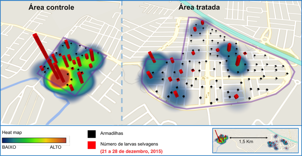 Mapa da presença de larvas do mosquito selvagem em área controle vs. área tratada com transgênicos, em Piracicaba. Fonte: Oxitec