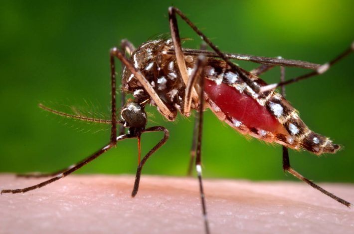 Aedes aegypti, o mosquito transmissor da zika, dengue e chikungunya. 