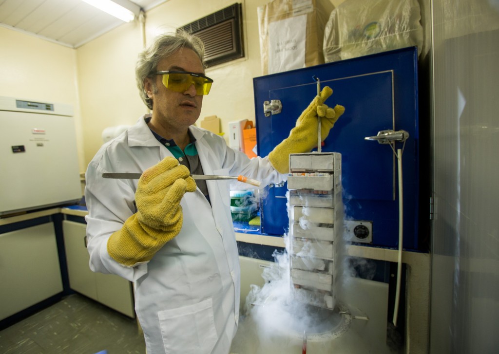 Durvanei Maria retira amostra células e tecidos congeladas em um botijão de nitrogênio líquido em seu laboratório, no Instituto Butantan. Foto: Tiago Queiroz/Estadão