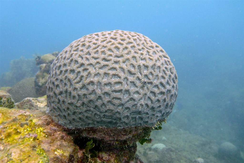 Mussismilia brasiliensis é uma espécie endêmica de coral-cérebro do Brasil. Foto: Herton Escobar/Estadão