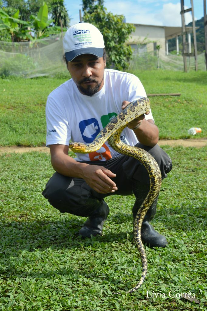 O pesquisador Bruno Rocha com a Corallus cropanii no Guapiruvu. Foto: Lívia Corrêa/Instituto Butantan